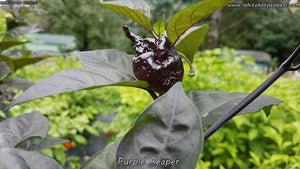 Purple Reaper - Pepper Seeds - White Hot Peppers