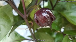 Purple Reaper - Pepper Seeds - White Hot Peppers