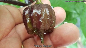 Purple Reaper - Pepper Seeds - White Hot Peppers