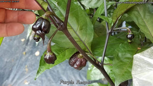 Purple Reaper - Pepper Seeds - White Hot Peppers