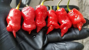 Reaper x Lemon Drop - Pepper Seeds - White Hot Peppers