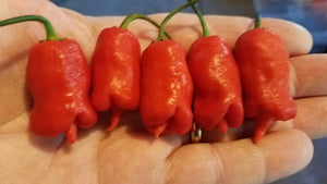 Reaper x Lemon Drop - Pepper Seeds - White Hot Peppers