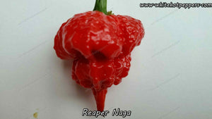 Reaper Naga - Pepper Seeds - White Hot Peppers