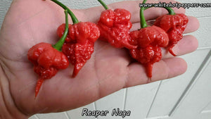 Reaper Naga - Pepper Seeds - White Hot Peppers