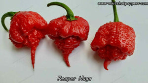Reaper Naga - Pepper Seeds - White Hot Peppers