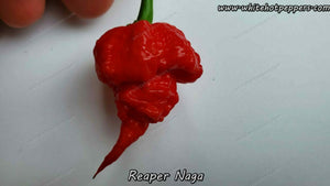 Reaper Naga - Pepper Seeds - White Hot Peppers