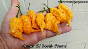 Reaper of Death Orange - Pepper Seeds - White Hot Peppers