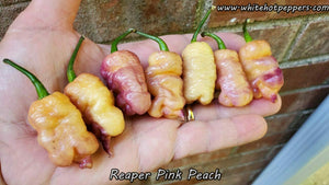 Reaper Pink Peach - Pepper Seeds - White Hot Peppers