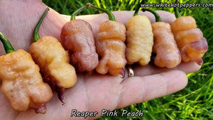 Reaper Pink Peach - Pepper Seeds - White Hot Peppers