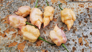 Reaper Purple Peach - Pepper Seeds - White Hot Peppers