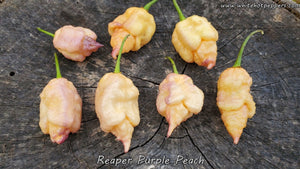 Reaper Purple Peach - Pepper Seeds - White Hot Peppers