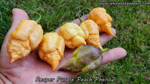 Reaper Purple Peach (Pheno 2) - Pepper Seeds - White Hot Peppers