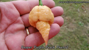 Reaper Purple Peach (Pheno 2) - Pepper Seeds - White Hot Peppers
