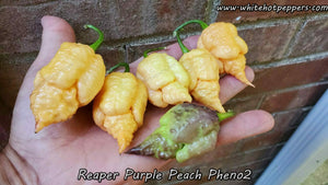 Reaper Purple Peach (Pheno 2) - Pepper Seeds - White Hot Peppers