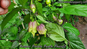 Reaper Purple Peach (Pheno 2) - Pepper Seeds - White Hot Peppers