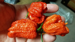 WHP 006 - Pepper Seeds - White Hot Peppers