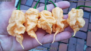 Reaper x Jay's Peach Ghost Scorpion - Pepper Seeds - White Hot Peppers