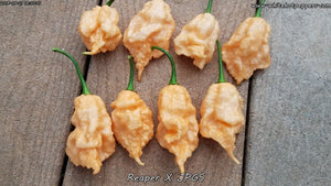 Reaper x Jay's Peach Ghost Scorpion - Pepper Seeds - White Hot Peppers