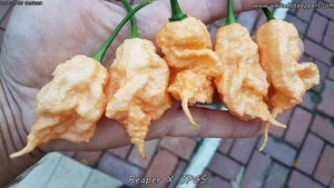 Reaper x Jay's Peach Ghost Scorpion - Pepper Seeds - White Hot Peppers