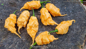 Reaper x Jay's Peach Ghost Scorpion - Pepper Seeds - White Hot Peppers