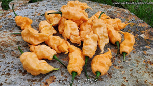 Reaper x Jay's Peach Ghost Scorpion - Pepper Seeds - White Hot Peppers