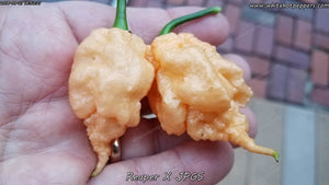 Reaper x Jay's Peach Ghost Scorpion - Pepper Seeds - White Hot Peppers