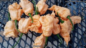 Reaper x Jay's Peach Ghost Scorpion - Pepper Seeds - White Hot Peppers