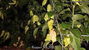 Reaper x Jay's Peach Ghost Scorpion - Pepper Seeds - White Hot Peppers