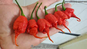 Reaper x SRTSL - Pepper Seeds - White Hot Peppers