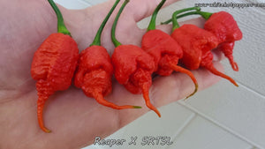 Reaper x SRTSL - Pepper Seeds - White Hot Peppers