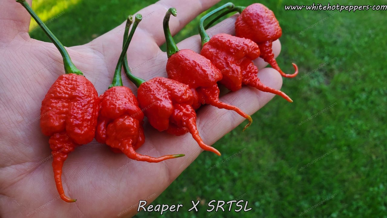 Reaper x SRTSL - Pepper Seeds - White Hot Peppers