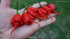 Reaper x SRTSL - Pepper Seeds - White Hot Peppers