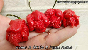 Reaper x SRTSL x Purple Reaper - Pepper Seeds - White Hot Peppers