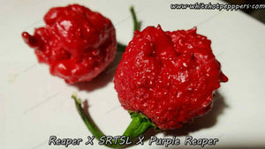 Reaper x SRTSL x Purple Reaper - Pepper Seeds - White Hot Peppers