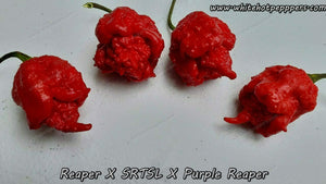 Reaper x SRTSL x Purple Reaper - Pepper Seeds - White Hot Peppers