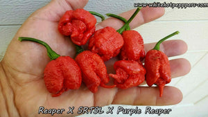 Reaper x SRTSL x Purple Reaper - Pepper Seeds - White Hot Peppers