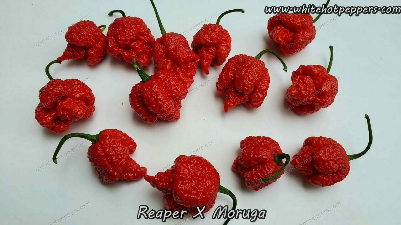 Reaper x Moruga - Pepper Seeds - White Hot Peppers