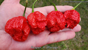 Reaper x Moruga - Pepper Seeds - White Hot Peppers