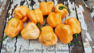 Roger's Habanero Giant Peach - Pepper Seeds - White Hot Peppers