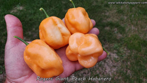 Roger's Habanero Giant Peach - Pepper Seeds - White Hot Peppers