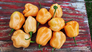 Roger's Habanero Giant Peach - Pepper Seeds - White Hot Peppers