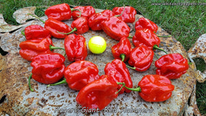 Roger's Habanero Giant Red - Pepper Seeds - White Hot Peppers