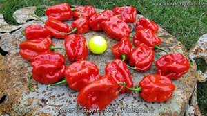 Roger's Habanero Giant Red - Pepper Seeds - White Hot Peppers