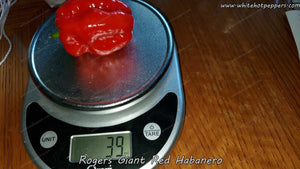 Roger's Habanero Giant Red - Pepper Seeds - White Hot Peppers