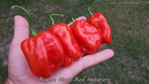 Roger's Habanero Giant Red - Pepper Seeds - White Hot Peppers