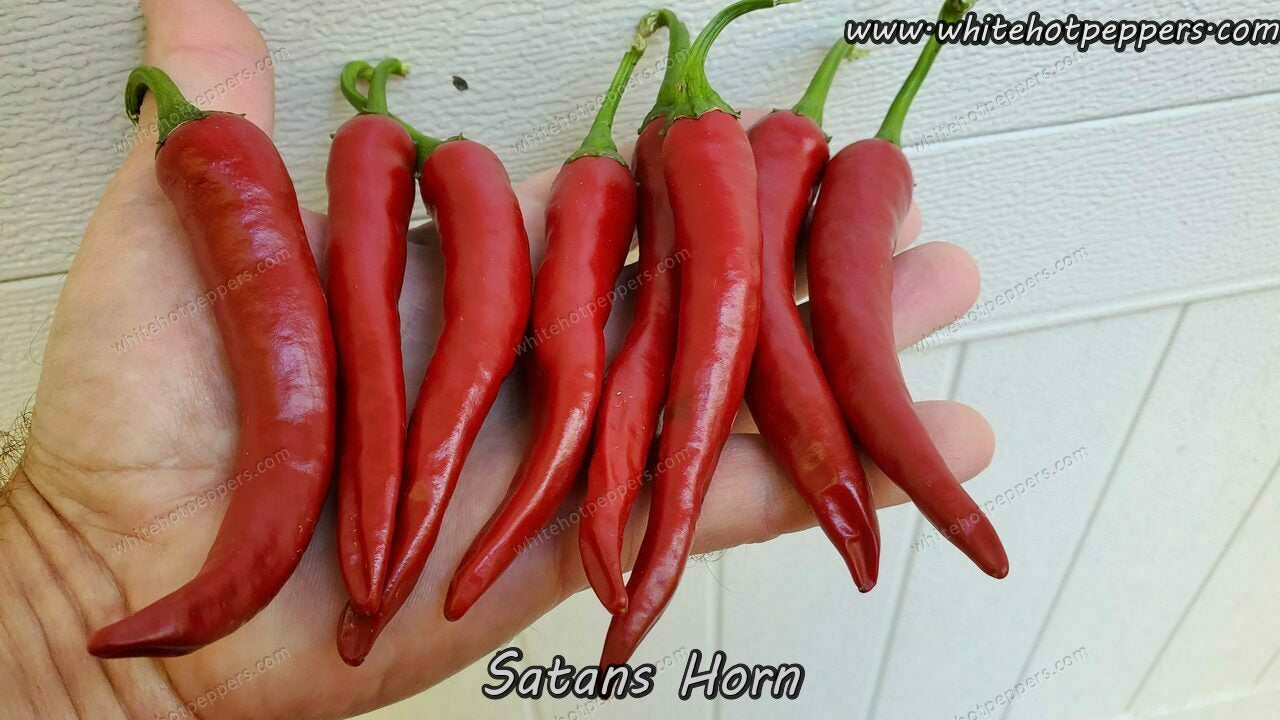 Satan's Horn - Pepper Seeds - White Hot Peppers