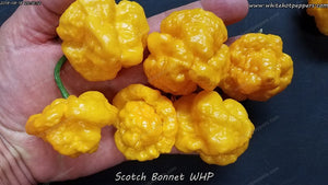 Scotch Bonnet WHP - Pepper Seeds - White Hot Peppers