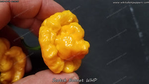 Scotch Bonnet WHP - Pepper Seeds - White Hot Peppers