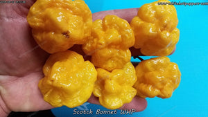 Scotch Bonnet WHP - Pepper Seeds - White Hot Peppers