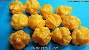 Scotch Bonnet WHP - Pepper Seeds - White Hot Peppers